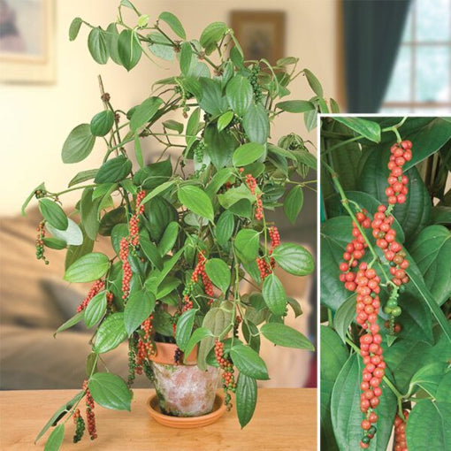 Piper Ningrum 2 - 4 leaves