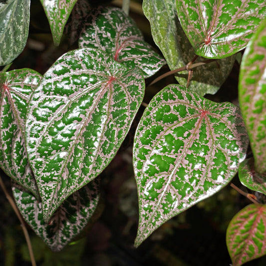 Piper Ornatum 2 - 4 leaves