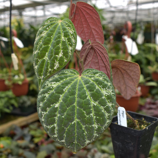 Piper Porphyrophyllum 2 - 4 leaves