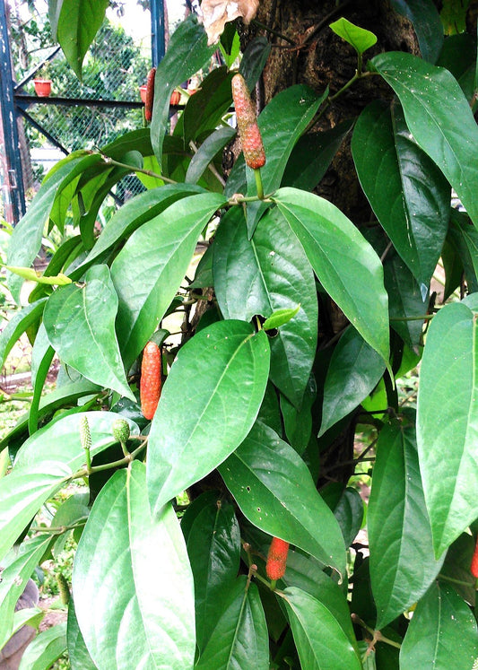 Piper Retrofractum 2 - 4 leaves