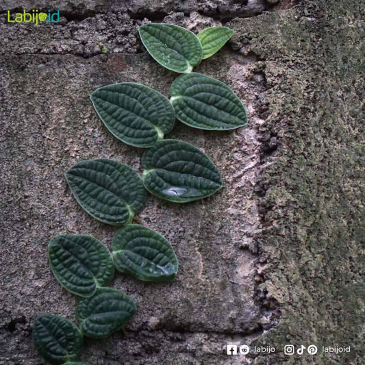 Rhaphidophora Tenuis Silver 2 - 4 leaves