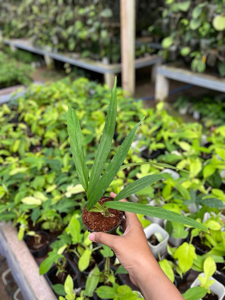 Rhaphidophora Angustata 2-3 Leaves