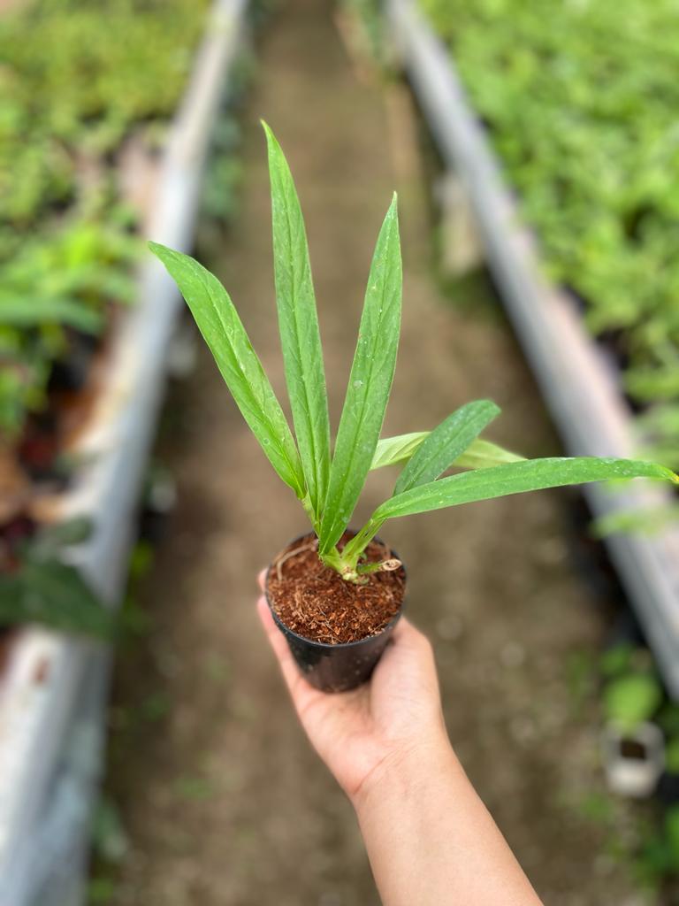 Rhaphidophora Angustata 2-3 Leaves