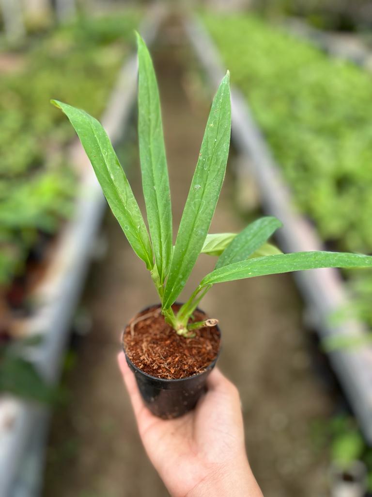 Rhaphidophora Angustata 2-3 Leaves