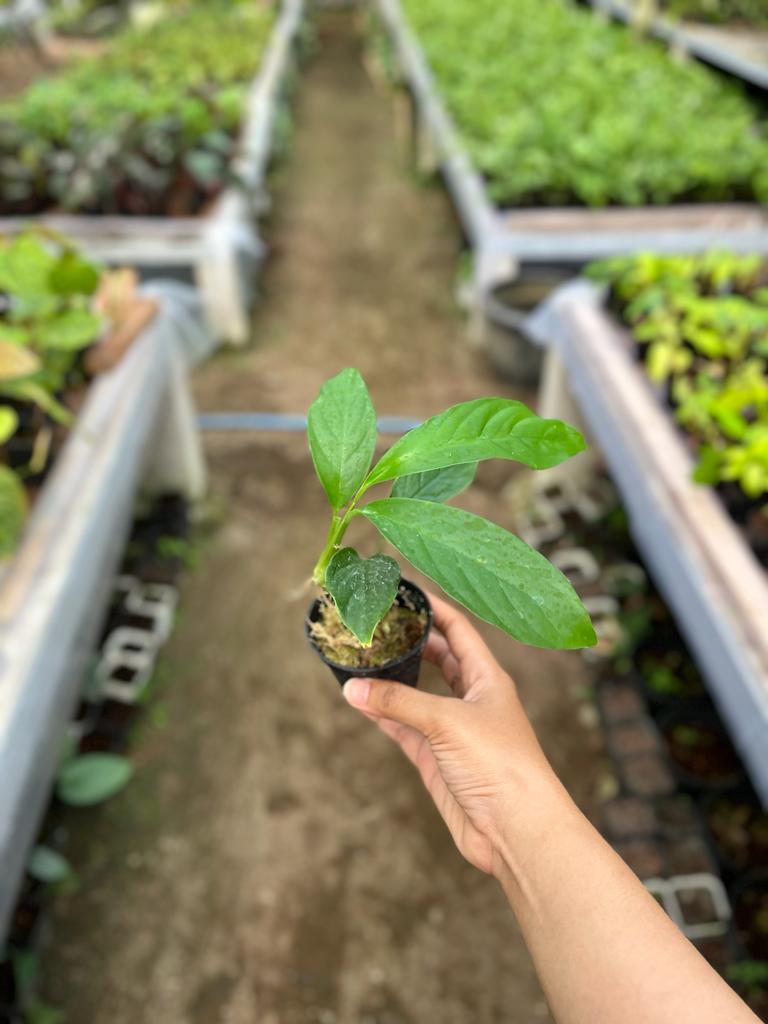 Rhaphidophora Foraminifera 2-3 Leaves