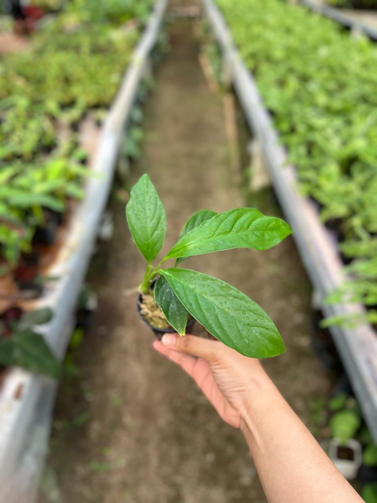 Rhaphidophora Foraminifera 2-3 Leaves