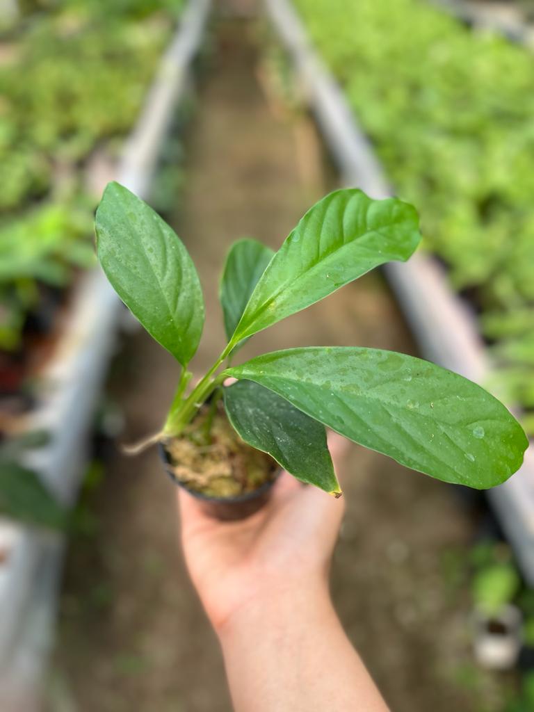 Rhaphidophora Foraminifera 2-3 Leaves