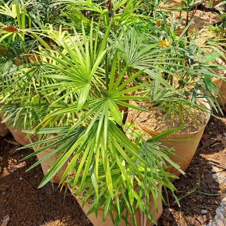 Rhapis Excelsa Lady Palm Variegated, Medium Size, Whole Plant