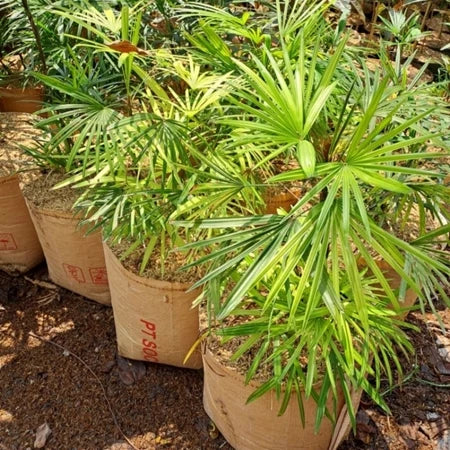 Rhapis Excelsa Lady Palm Variegated, Medium Size, Whole Plant