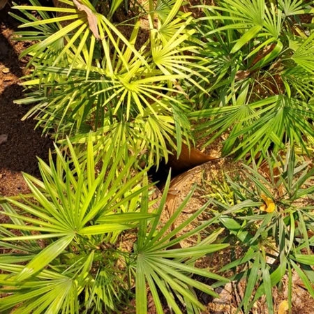 Rhapis Excelsa Lady Palm Variegated, Medium Size, Whole Plant