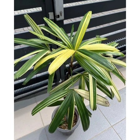 Rhapis Excelsa Lady Palm Variegated, Medium Size, Whole Plant