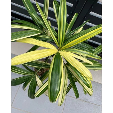 Rhapis Excelsa Lady Palm Variegated, Medium Size, Whole Plant
