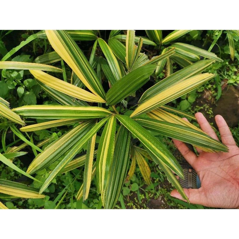 Rhapis Excelsa Lady Palm Variegated, Medium Size, Whole Plant