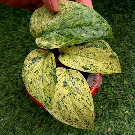 Scindapsus Creme Brulee 2 - 4 leaves