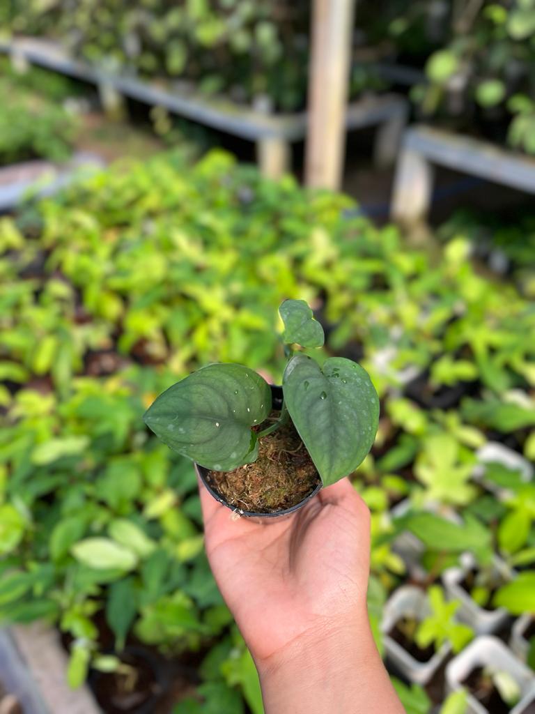 Scindapsus Lucens 2 - 4 leaves