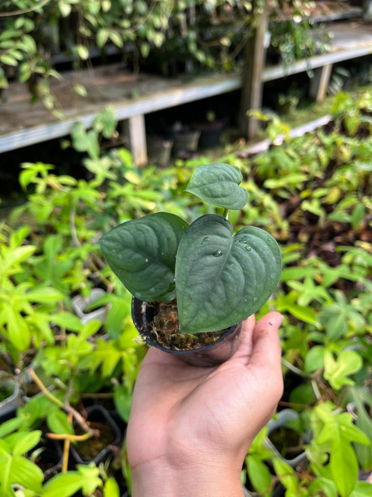 Scindapsus Lucens 2 - 4 leaves