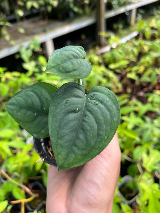 Scindapsus Lucens 2 - 4 leaves