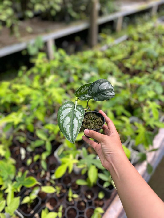 Scindapsus Silver Black 2-4 Leaves