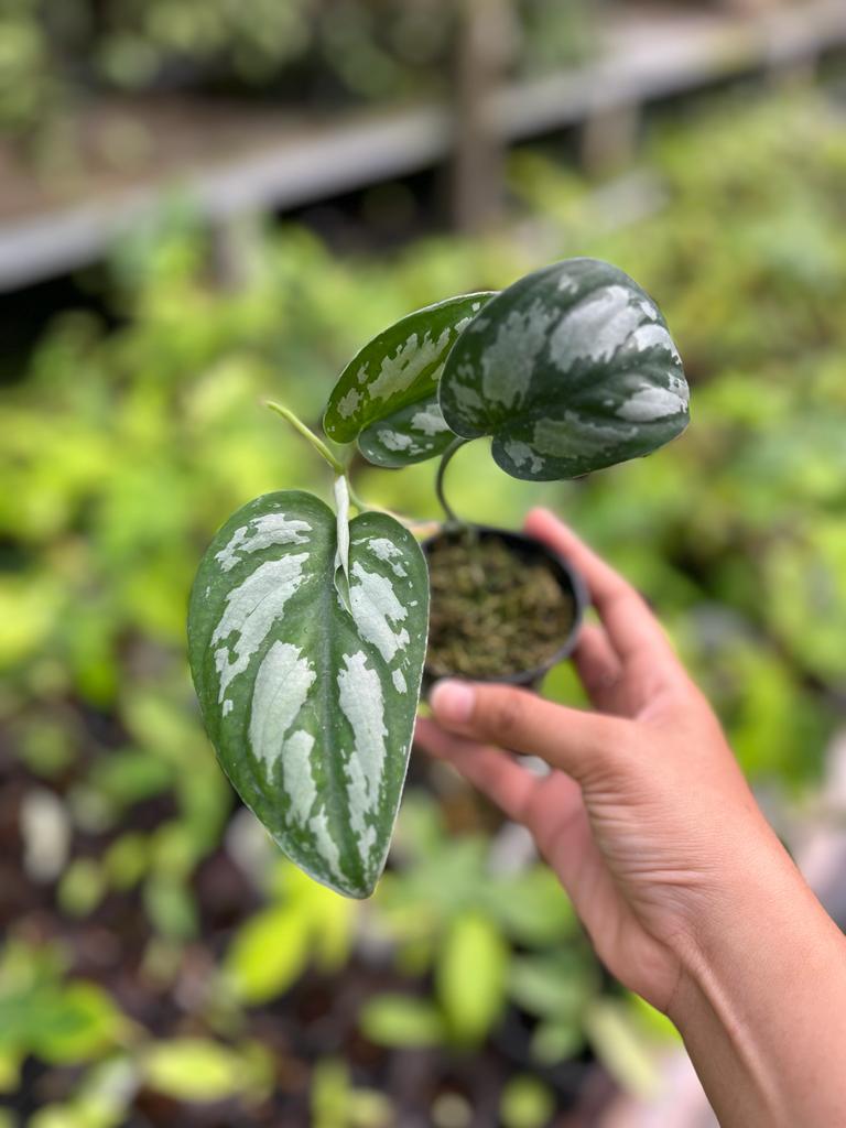 Scindapsus Silver Black 2-4 Leaves