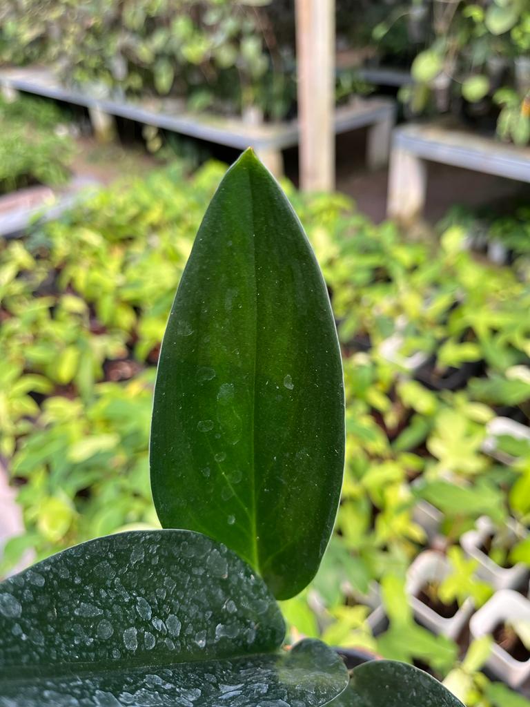 Scindapsus Treubii 2 - 4 leaves