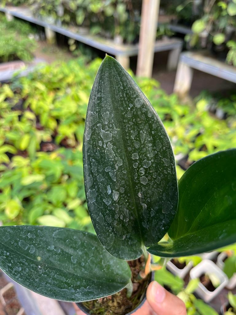 Scindapsus Treubii 2 - 4 leaves