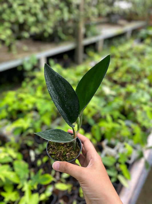 Scindapsus Treubii 2 - 4 leaves