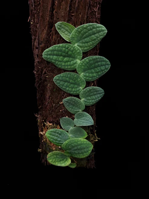 Rhaphidophora Tenuis Silver 2 - 4 leaves