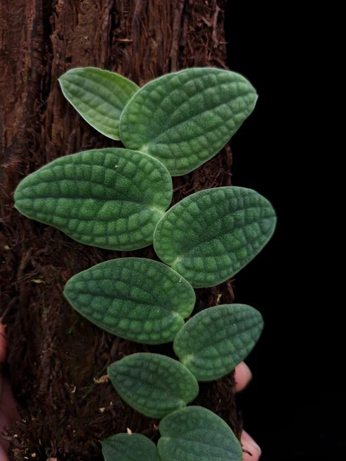 Rhaphidophora Tenuis Silver 2 - 4 leaves