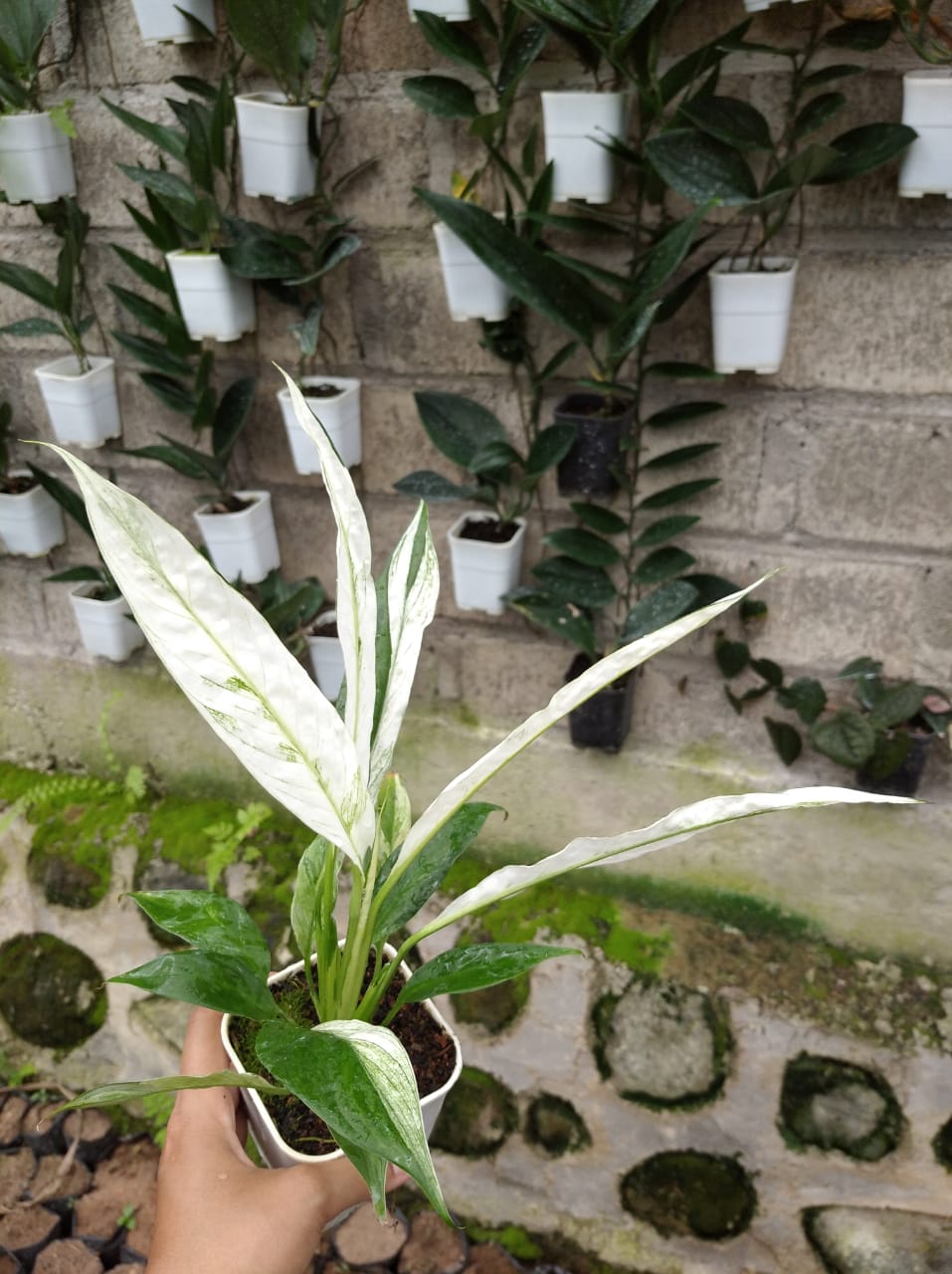 Spathiphyllum Peace Lily Variegated 2 - 4 leaves