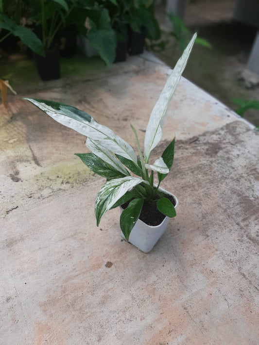 Spathiphyllum Peace Lily Variegated 2 - 4 leaves