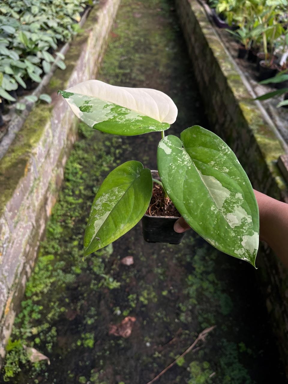 Syngonium Chiapensis Variegated 2 - 3 Leaves