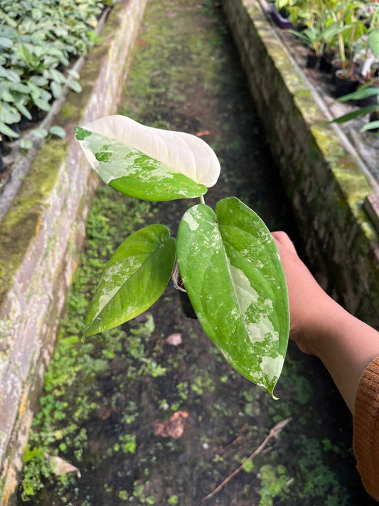 Syngonium Chiapensis Variegated 2 - 3 Leaves