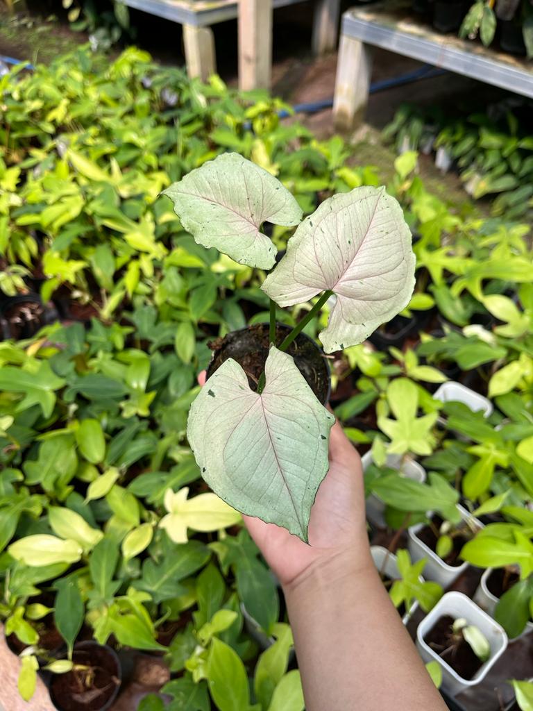 Syngonium Green Splash 2 - 4 Leaves