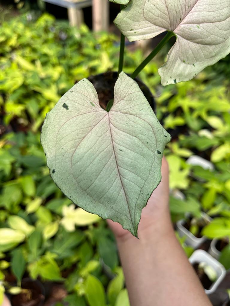 Syngonium Green Splash 2 - 4 Leaves