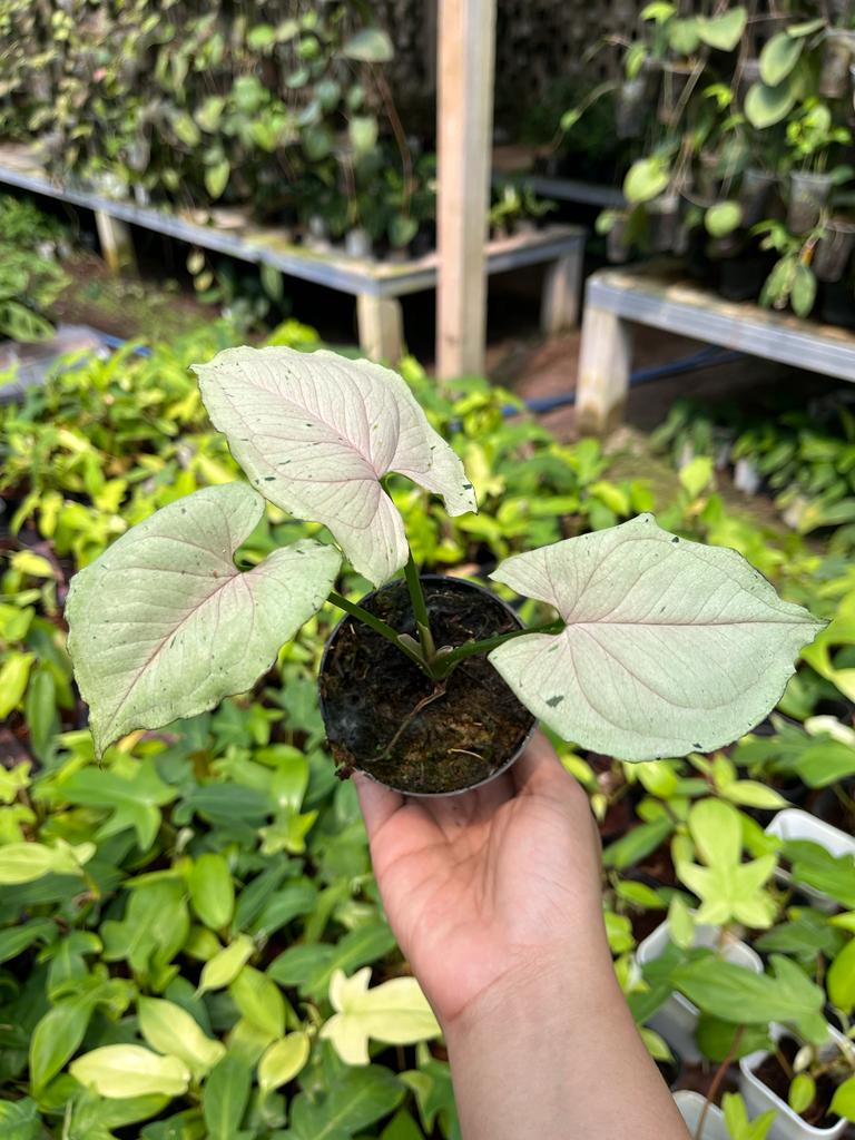 Syngonium Green Splash 2 - 4 Leaves