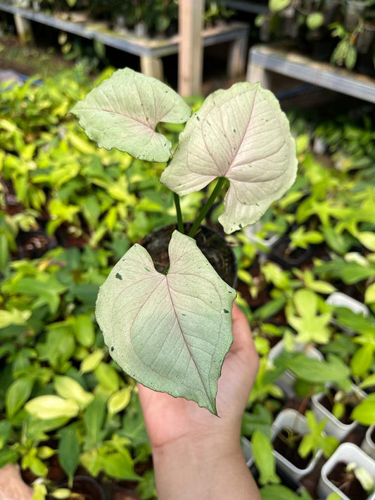 Syngonium Green Splash 2 - 4 Leaves