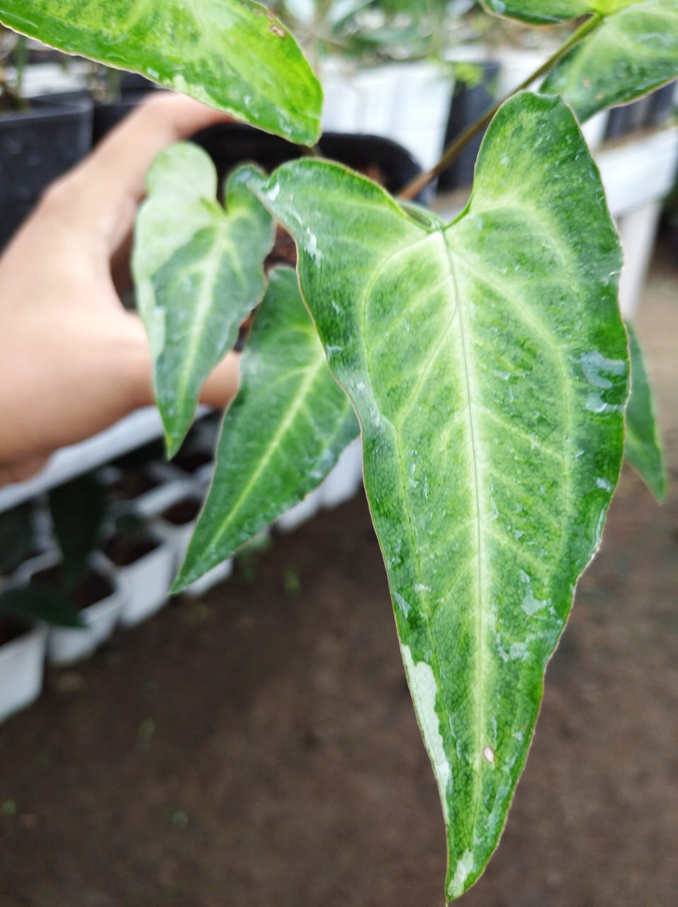 Syngonium Three King 2 - 4 leaves