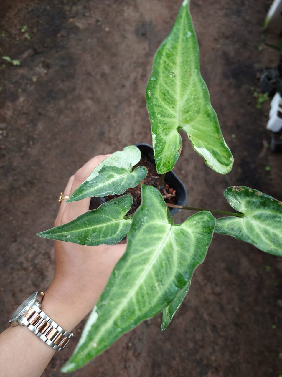 Syngonium Three King 2 - 4 leaves