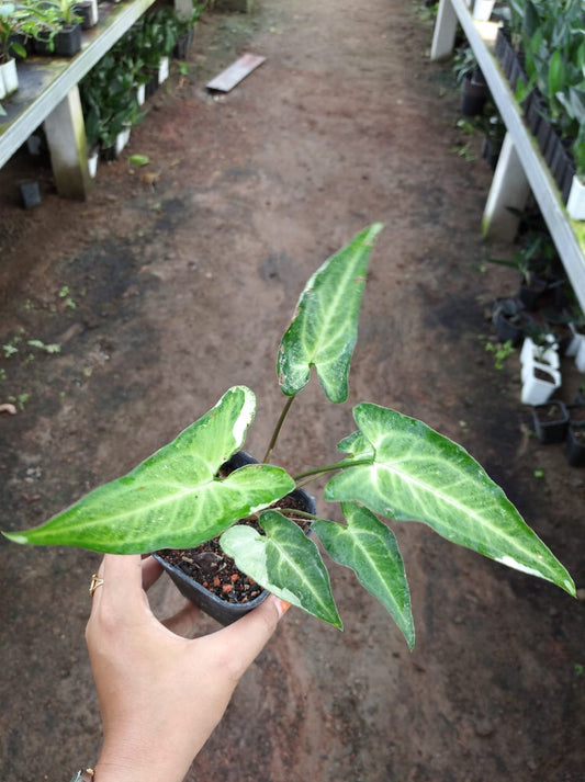Syngonium Three King 2 - 4 leaves