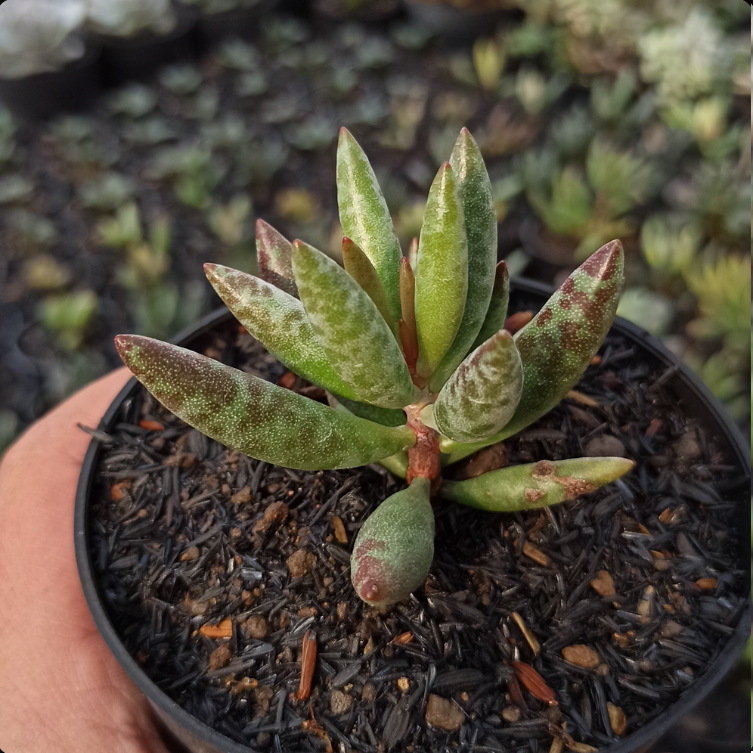 Adromischus Filicaulis medium size