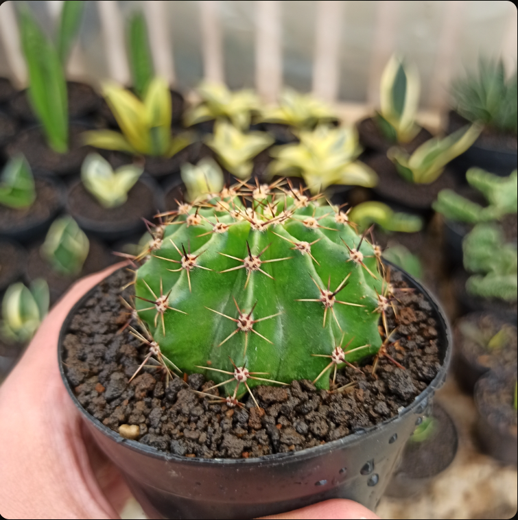 Echinocactus Eyriesii medium size