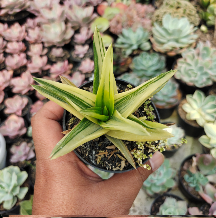 Haworthia Pentagona Variegata medium size