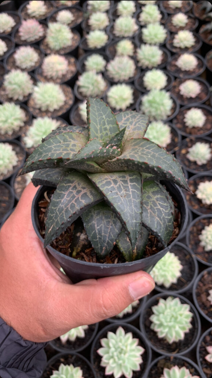Haworthia Tesselata medium size