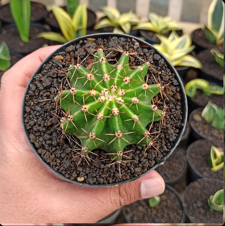 Echinocactus Eyriesii medium size