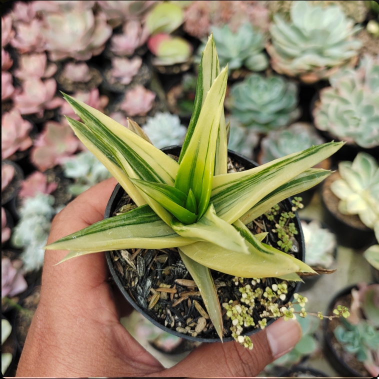 Haworthia Pentagona Variegata medium size