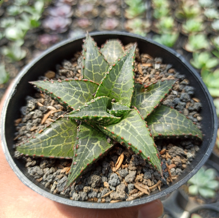 Haworthia Tesselata medium size