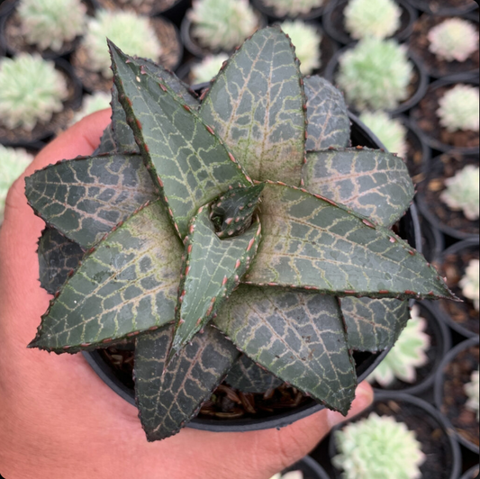 Haworthia Tesselata medium size