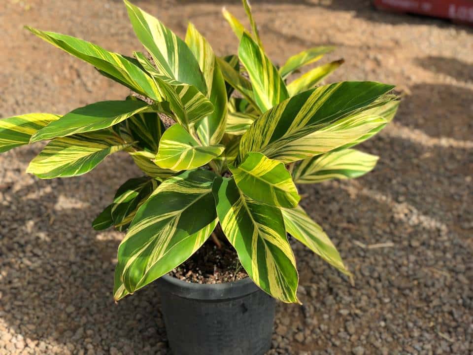 Alpinia Sanderae Yellow Variegated 2-3 Leaves