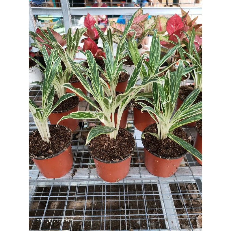 Aglaonema Bamboo 2 - 4 leaves