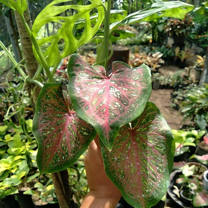 Caladium Lanceolatum 2-3 Leaves